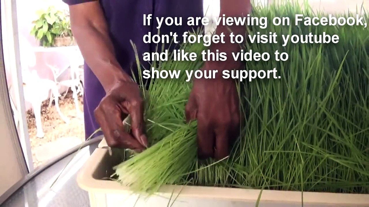 Annette Larkins with Son on Wheat Grass and Sprouting