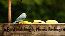 Observação de pássaros, silvestres, em alimentação, na Natureza das Cidades, (10)