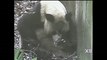 Raw: Panda Twins Born in China