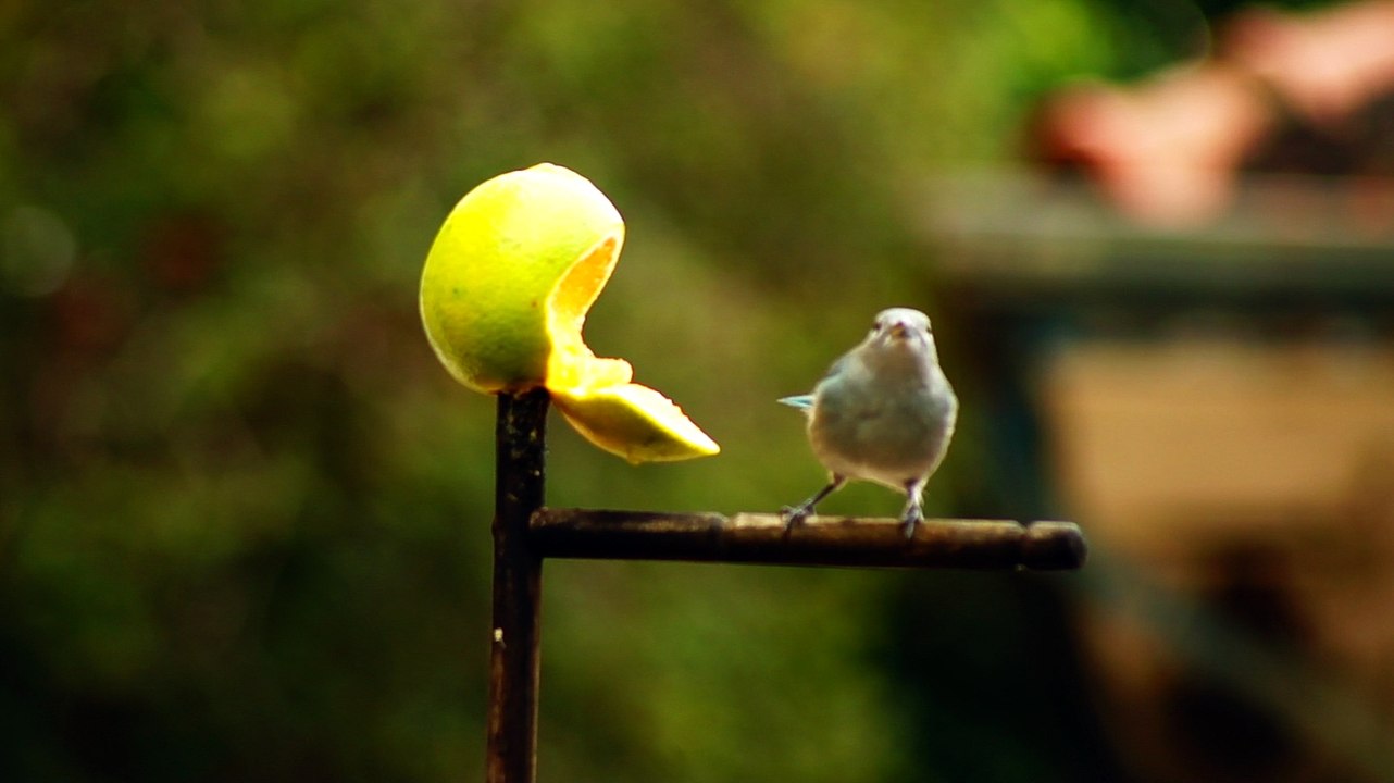 Observação de pássaros, silvestres, em alimentação, na Natureza das Cidades, (11)