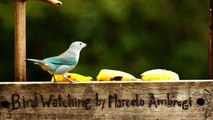 Observação de pássaros, silvestres, em alimentação, na Natureza das Cidades, (12)