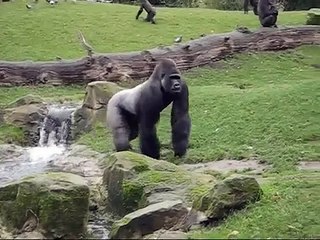 Buzandi König der Affen , Gorilla , Zoo Hannover