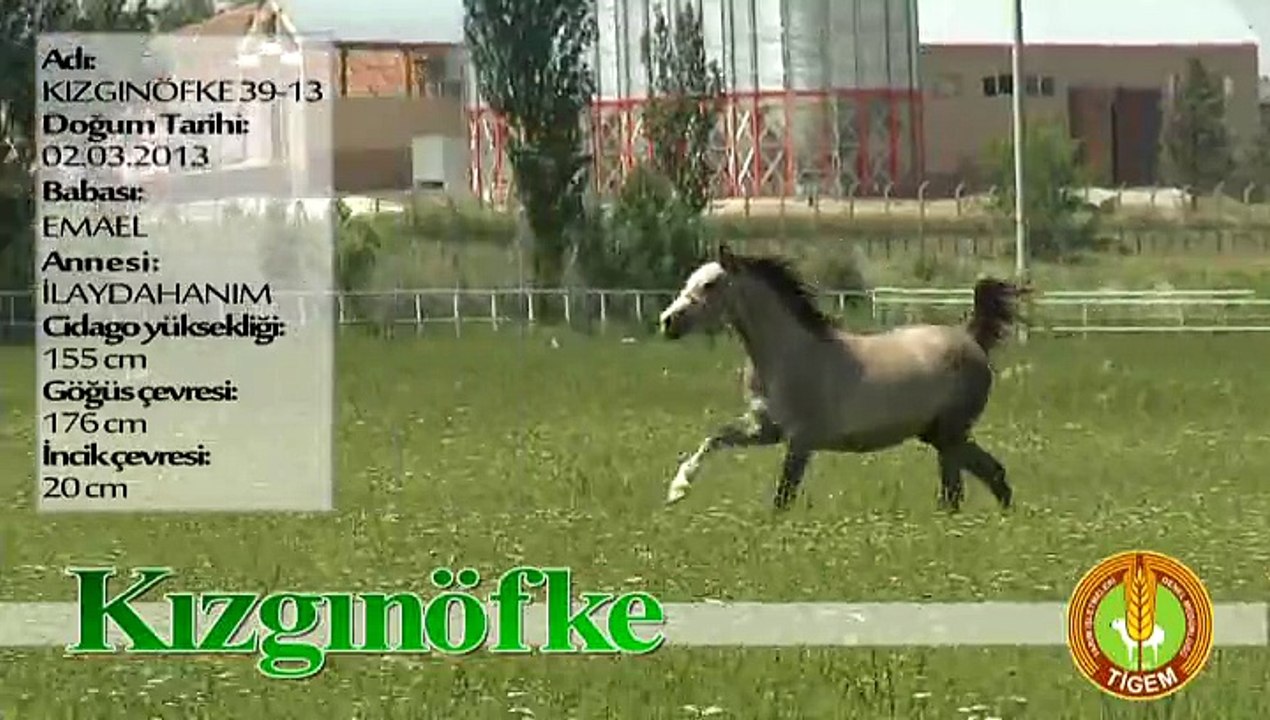 KIZGINÖFKE
