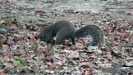 Squirrel Buries Acorn - Cute -  Free background video 1080p HD stock video footage
