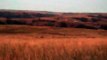 Big Mule Deer Bucks in the North Dakota Badlands