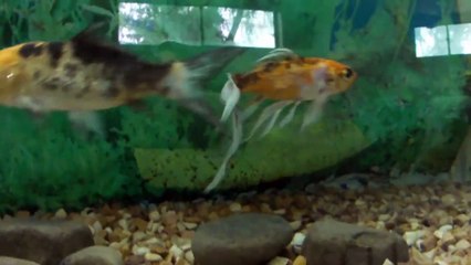 Bahawalpur Zoo with original natural Environment 13 Feb 2011 Bahawalpur Pakistan