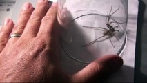'Staffie' The Staffordshire House spider