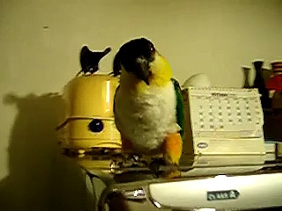 kikko imita la canzone
