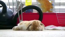 Miniature lop eared bunny - QQ Summer - Cute floppy ears