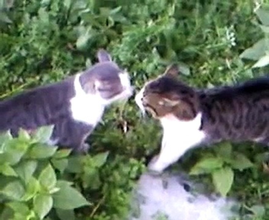 Cat Fight
