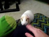 Guinea Pig Popcorning On Pillow