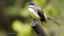 Pied Fantail [HD]