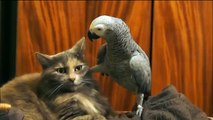 попугай (джокер) против кота