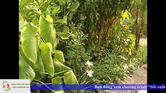 Soffell - Sốt xuất huyết, hãy ra vườn hái cỏ nhọ nồi!
