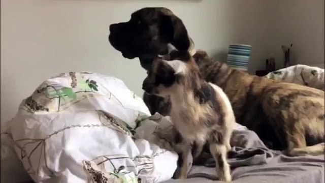 Affectionate Mastiff Cuddles His Kid Goat Housemate