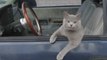 Kitty Driver Helps Owner's Dream Come True