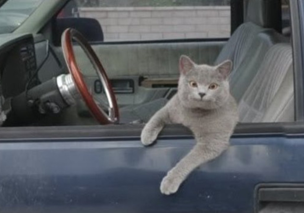 Kitty Driver Helps Owner's Dream Come True