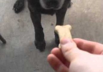 Canadian Dog Doesn't Understand Glass Doors