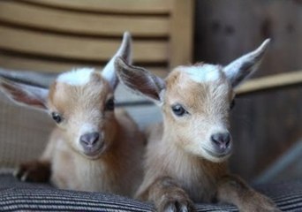 Identical Kid Goats Are Two Very Distinct Characters
