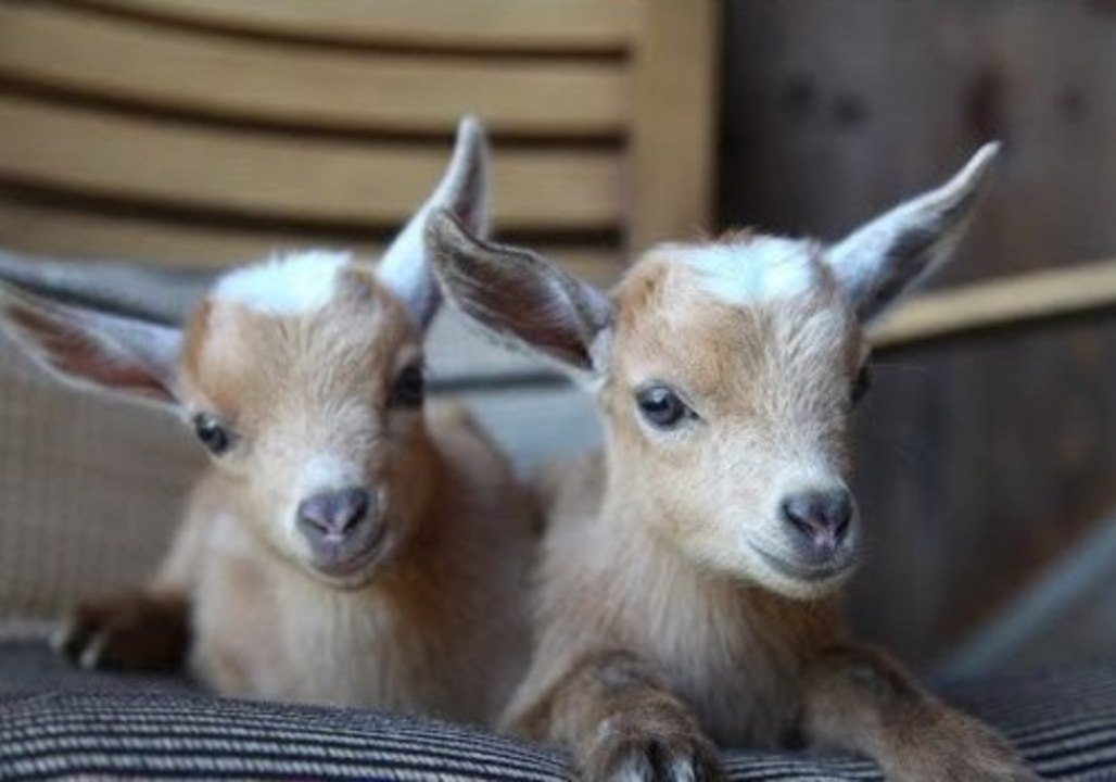 Identical Kid Goats Are Two Very Distinct Characters