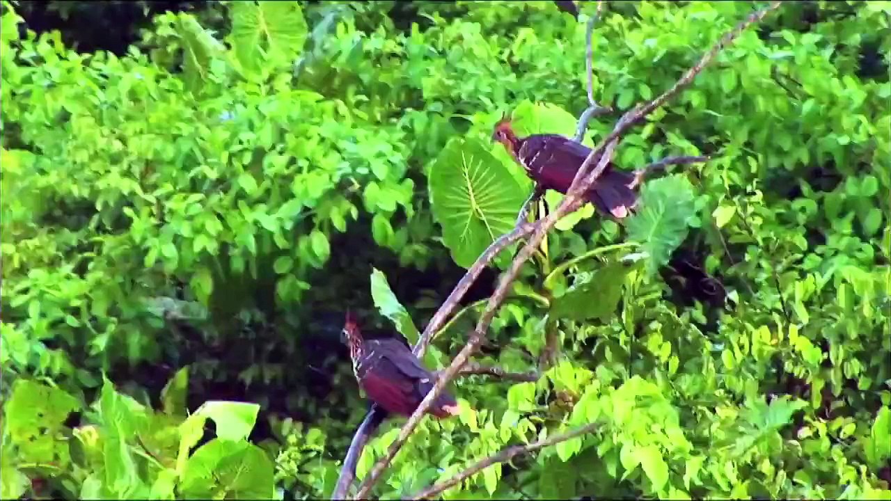 Turismo de naturaleza - Colombia