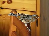 Canary/Canari/Kanarienvogel Bird/oiseau/Vogel