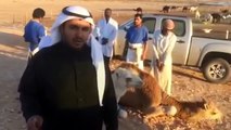 شاب سعودي ينحر حاشي صدقة للملك عبدالله