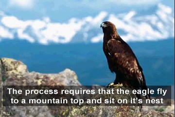 Tu Shaheen Hy Parwaz hy Kam Tera