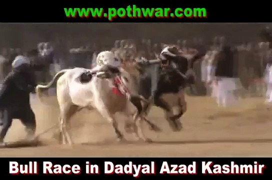 Bull Race Dadyal Azad Kashmir 22 Feb 2012