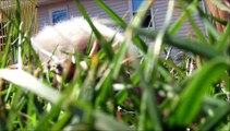 Cute Teddy Guinea Pig Fred Eating Grass Outside