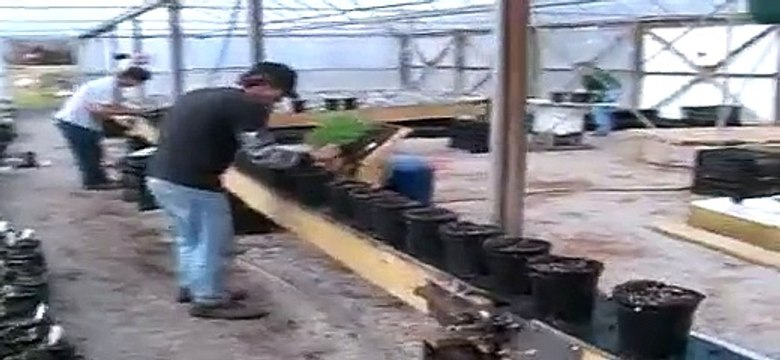 Homemade Hillbilly Potting Machine for Greenhouse