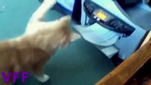 Funny cats compilation   Funny cat videos   Funy video  2015 HD