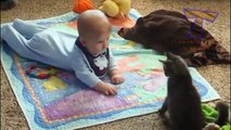 Funny cats and babies playing together   Cute cat & baby compilation