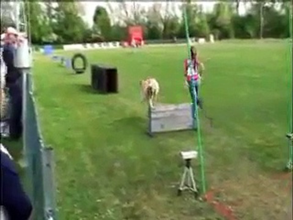 Breitensport mit dem Hund