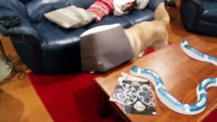 Ce Golden Retriever a la tête coincé dans un igloo en mousse