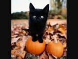 Volevo un gatto nero!