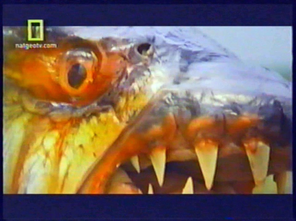 Wolfang Galindo - Narración