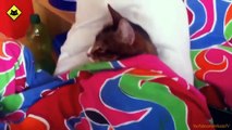 FUNNY VIDEOS  Funny Cats   Funny Cat Videos   Funny Animals   Funny Fails   Funny Cats Sleeping