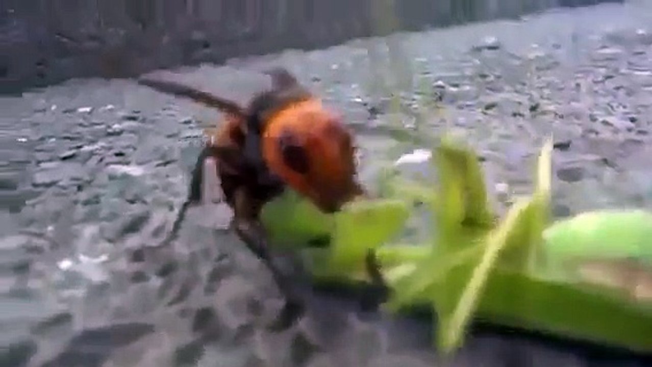 Asian Giant Hornet vs Praying Mantis - Fight To Death
