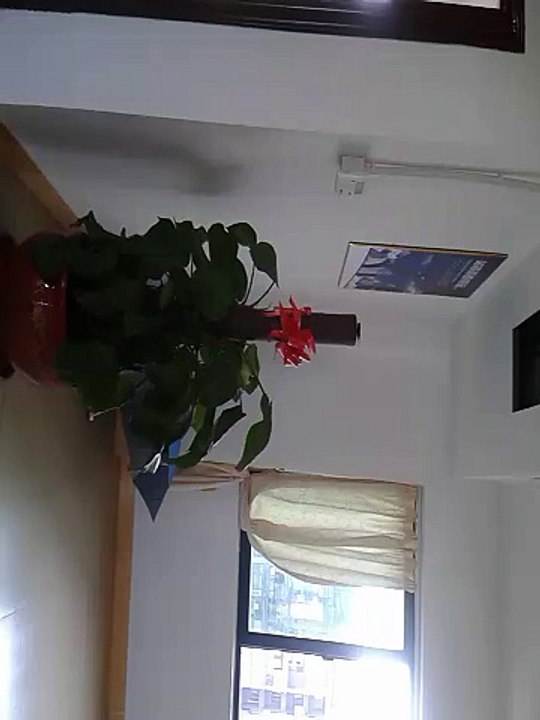Cicada in the office