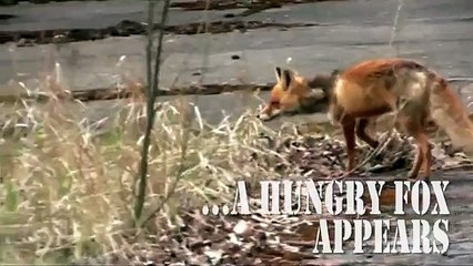 Watch a Wild Chernobyl Fox Make a Sandwich - NBC News.com