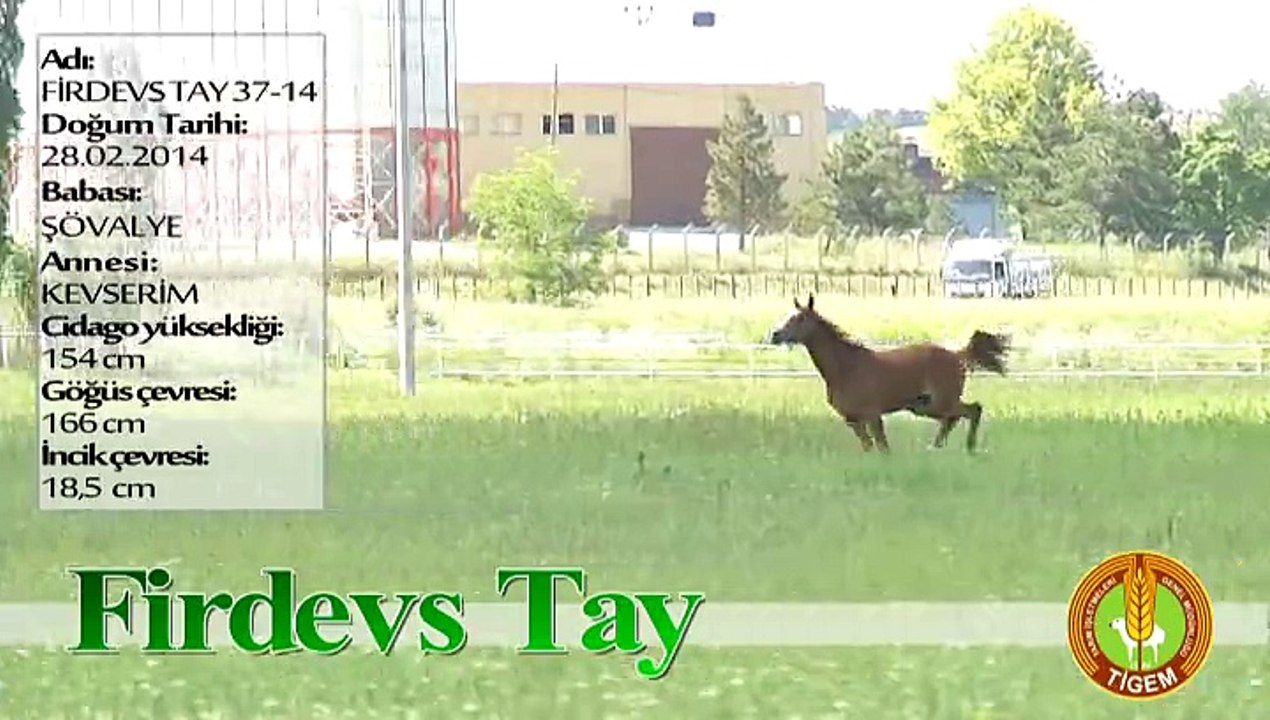 FİRDEVS TAY