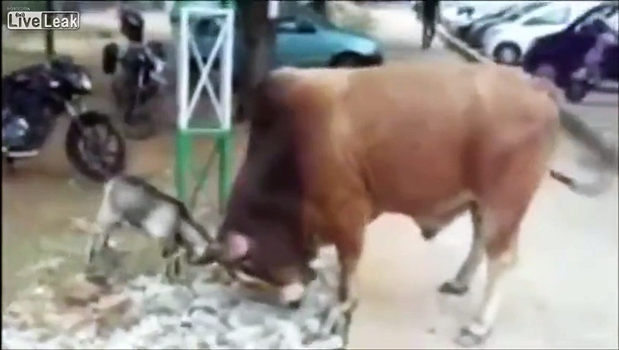 Height of Confidence
