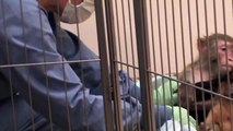 Miedo, miseria y tormento: Monos bebé utilizados en experimentos crueles del gobierno