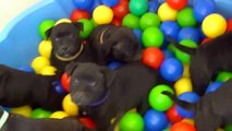 71ème vidéo Chiots mâle de la 20ème portée de Staffordland