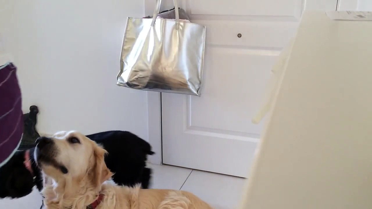 Grabación en vídeo de un caso de ansiedad por separación en perro
