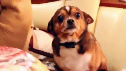 Собаку ругают