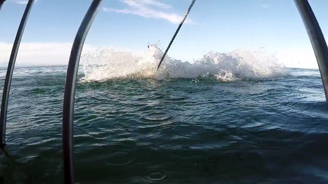 Best Shark Attack Video - gigantic Great White Shark in South Africa while Cage Diving
