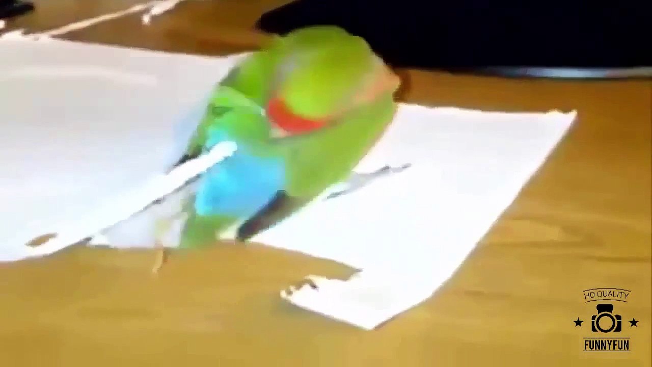 [Funny] Funny Animal - Funny Videos - Best Funny Animals compilation 2015 2  HOT NEW