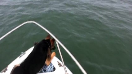 Ce chien saute avec les dauphins